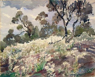 Hillside of flannel flowers, Kuringai