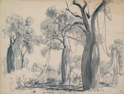 Bottle trees, Cracon Queensland