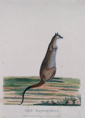 Kangaroo